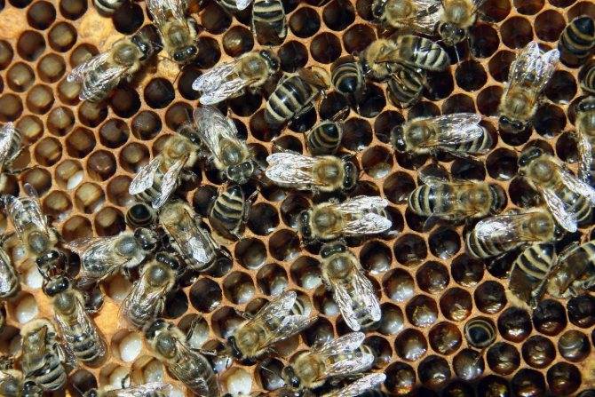 Дают ли осы мед