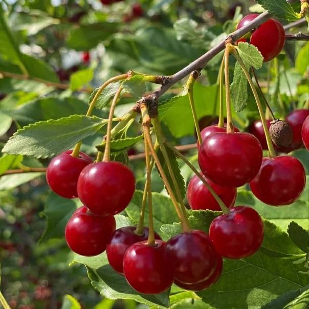 Выносливый сорт вишни ашинская: подробное описание