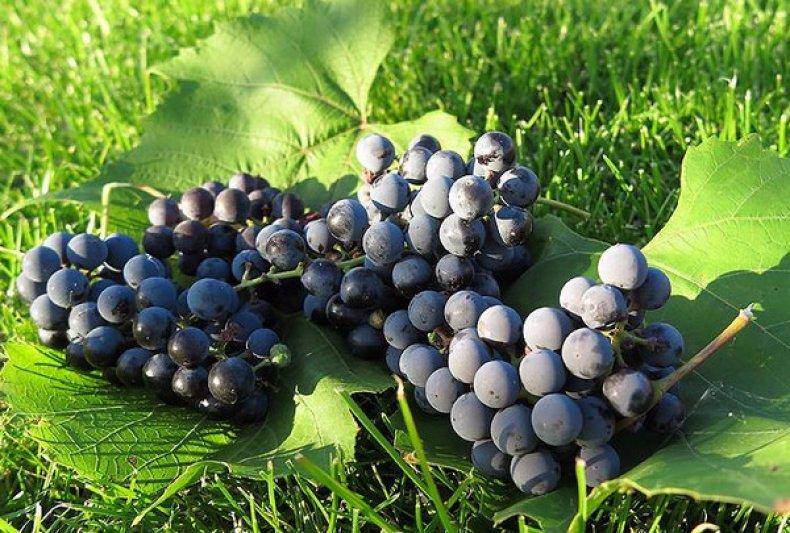 Виноград альфа характеристика сорта, описание достоинств и особенностей