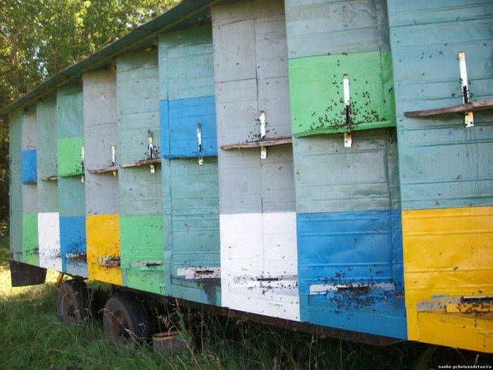 Пчелопавильоны для пчел: их особенности. строительство пчелопавильона своими руками - ковчег