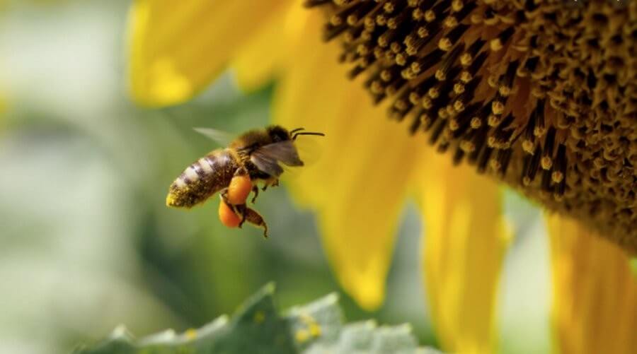 Как сделать отводок пчел в августе
