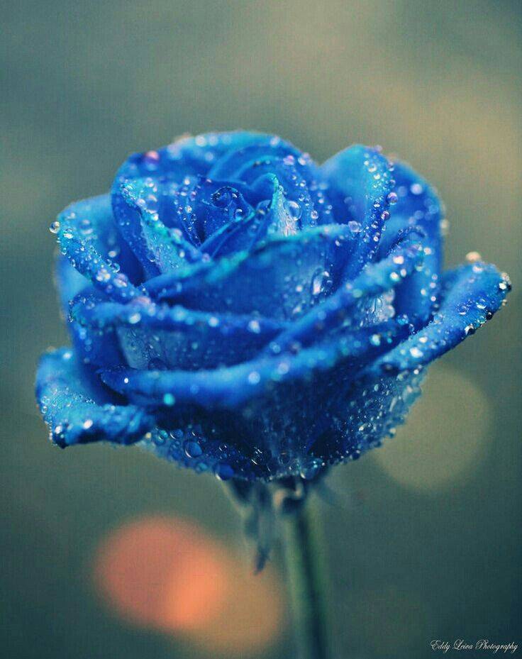 Роза синяя: фото, бывают ли они в природе, какие существуют способы получить такой цветок, в том числе как его вырастить дома и что сделать, чтобы покрасить?дача эксперт
