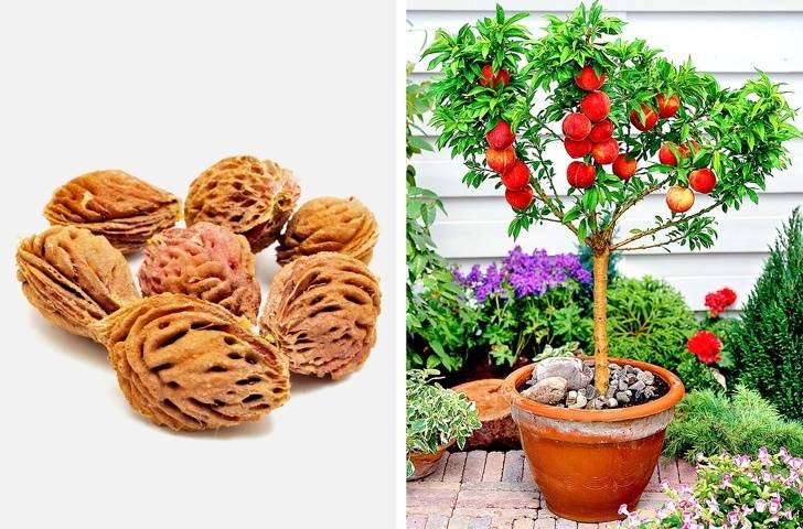 Как вырастить персик из косточки в домашних условиях, чтобы были плоды: пошаговая инструкция с фото