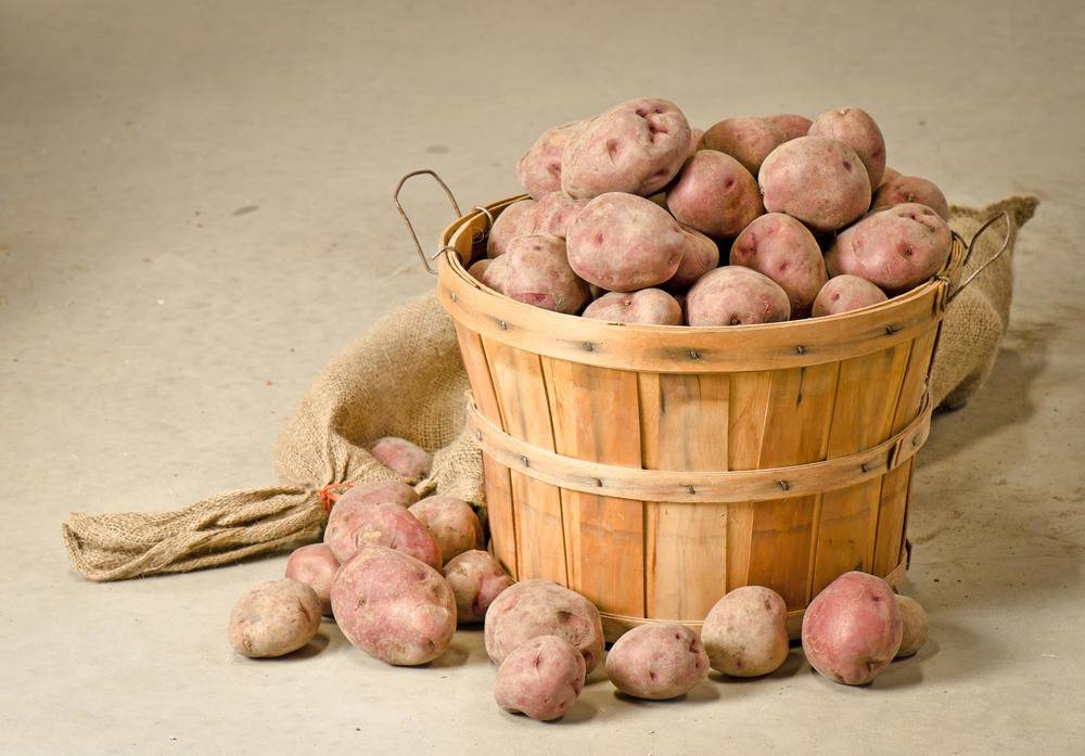 Температура хранения картофеля: зимой в квартире, можно ли хранить в холодильнике