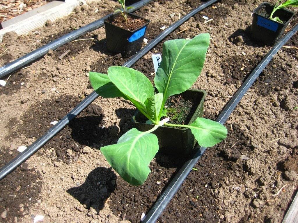 Как часто поливать капусту в открытом грунте: как поливать после высадки, чем можно и сколько раз поливать для хорошего урожая  | qlumba.com