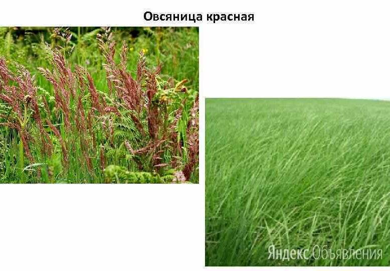 Красная овсяница — самый популярный выбор для дачного газона | садоводство24