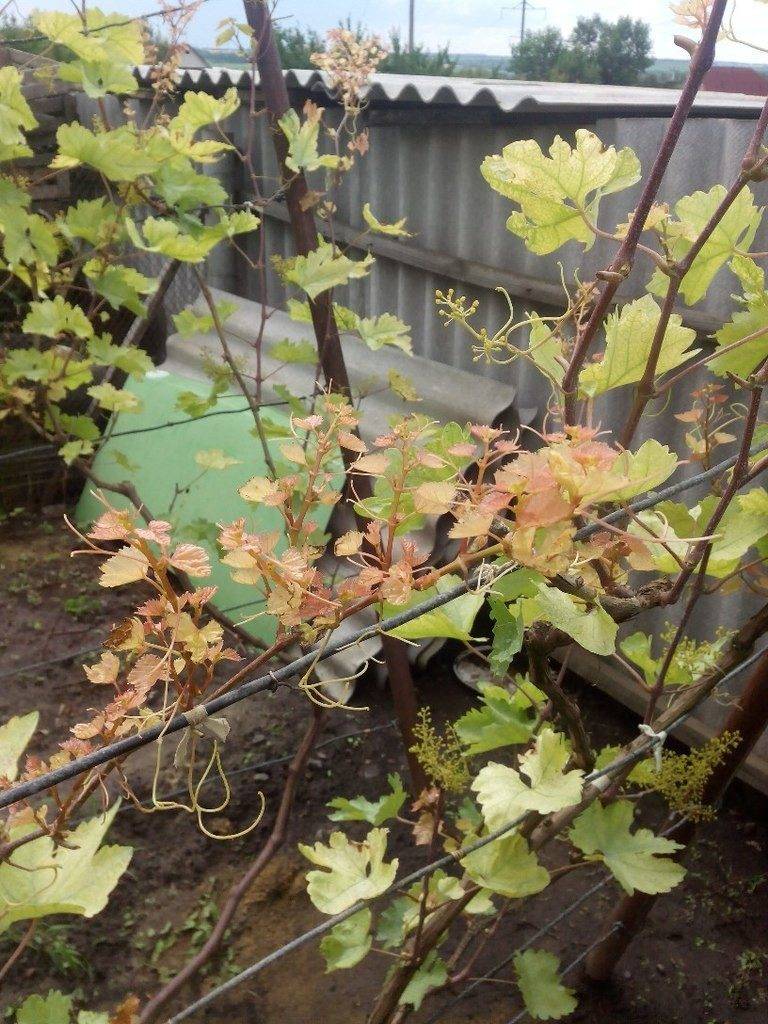 Почему листья винограда. Виноградный куст хлороз. Скручиваются листья у винограда. Лист винограда. Молодые листья винограда.