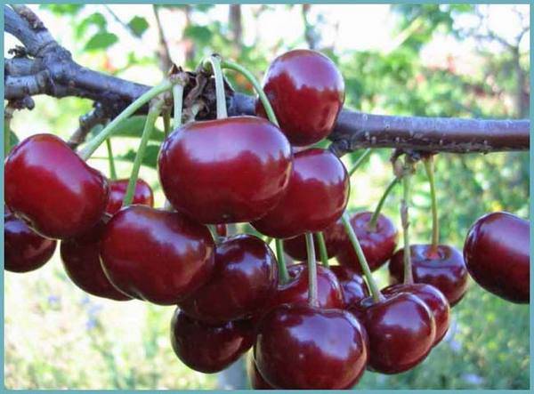 8 сортов вишни для сибири: зимостойкие на ножке, вкусные, крупные и сладкие