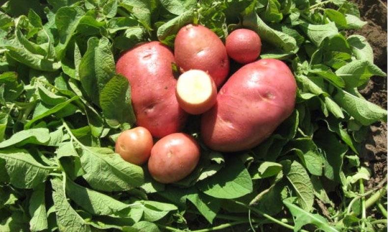 Картофель беллароза, бела роса или белая роза: характеристики и вкусовые качества