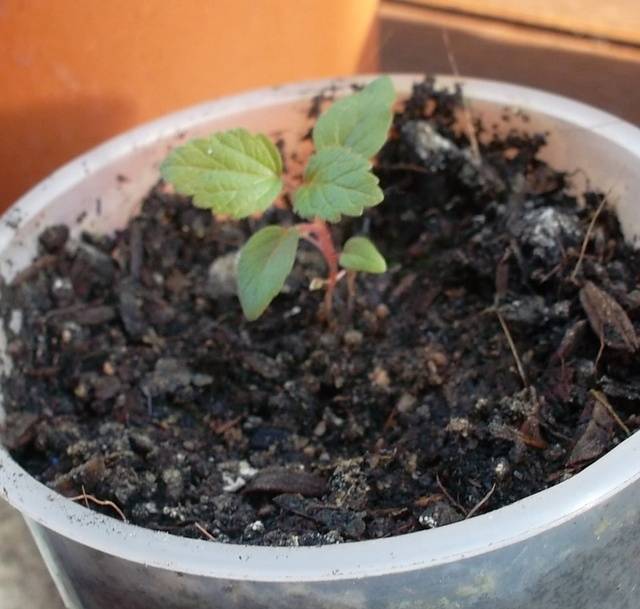 ✅ как вырастить фуксию из семян в домашних - питомник46.рф