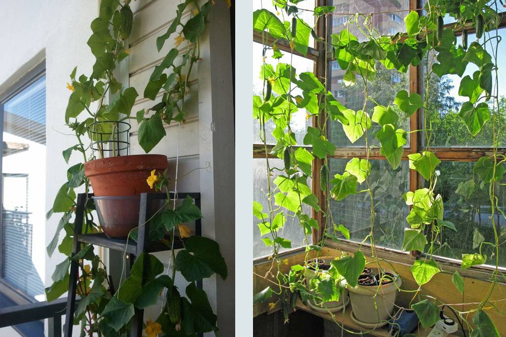 Комнатные огурцы: выращивание зимой на подоконнике или балконе