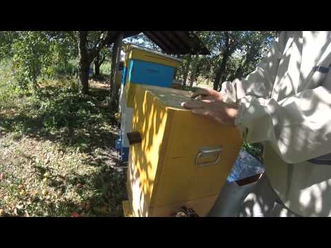 Пчеловодство в сибири кемеровский способ ухода за пчелами