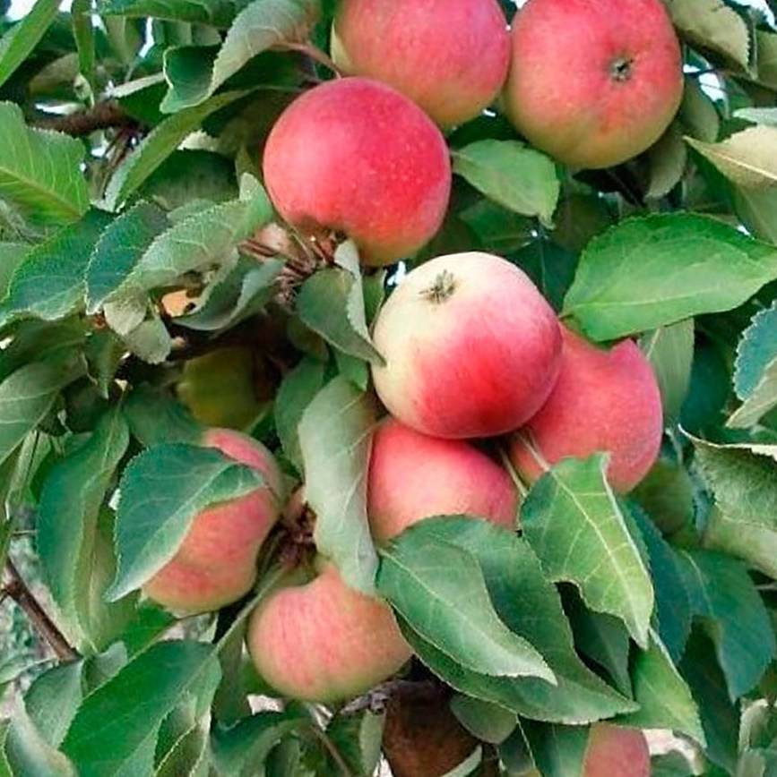 О колоновидной яблоне Кумир: описание и характеристики сорта, посадка и уход