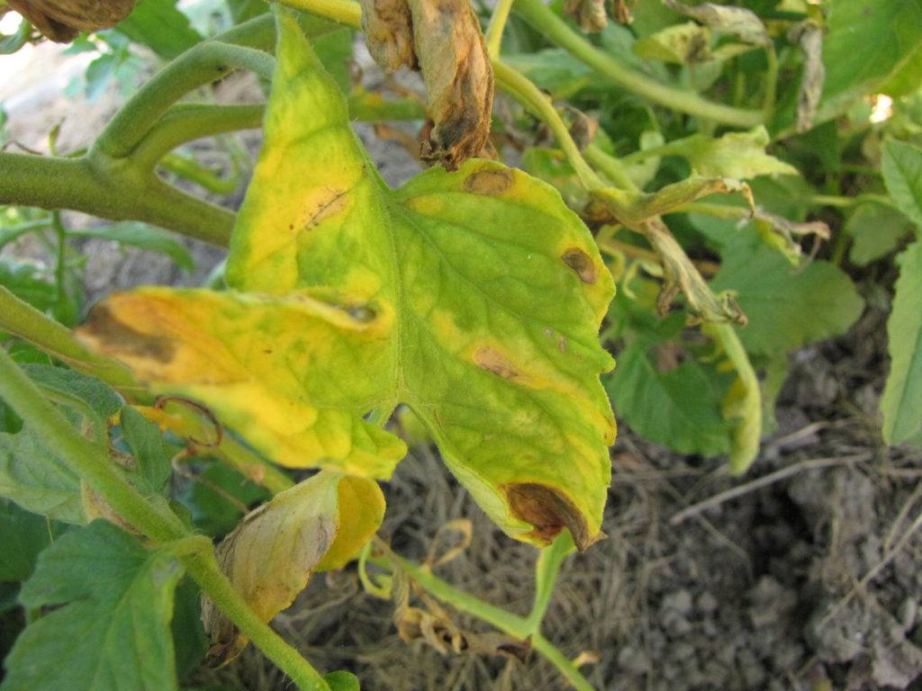 Болезни и вредители томатов - признаки и меры борьбы | сад и огород