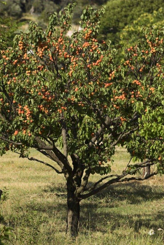 Как вырастить абрикосы – от посадки, до обрезки