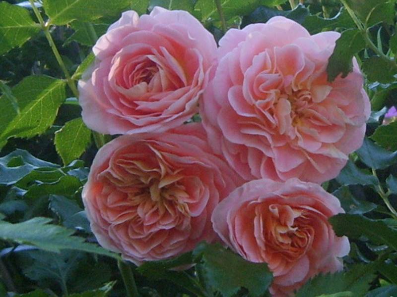 Когда сажать плетистую розу в открытый грунт? опора для плетистой розы. где лучше посадить плетистую розу