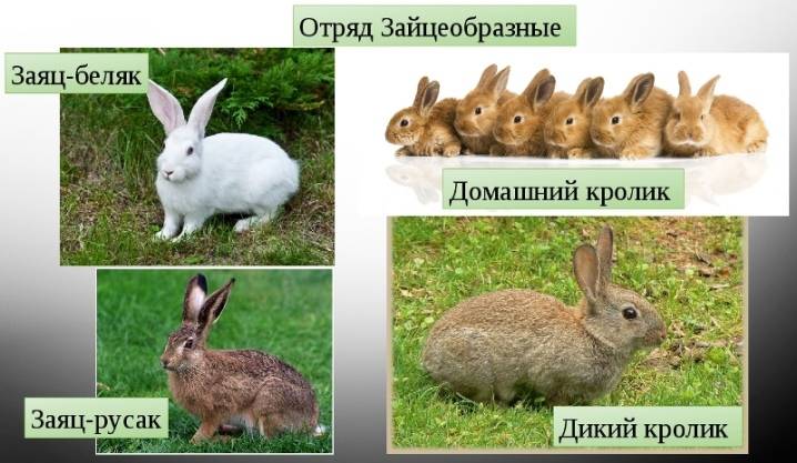 Чем отличается кролик от зайца: внешне, средой обитания