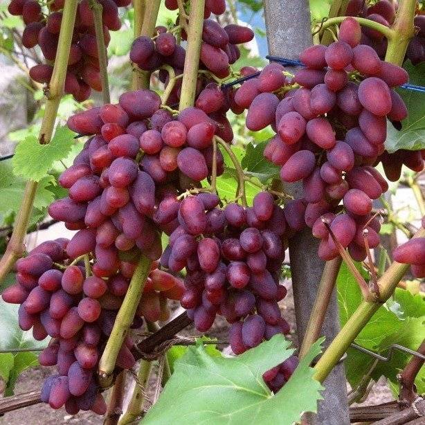 Виноград кишмишного типа — «сверхранний бессемянный»