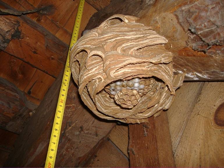 6 способов избавиться от гнезда шершней: монтажная пена, кипяток и аэрозоли