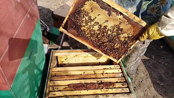 Зимовка пчёл. новое – хорошо забытое старое | пчелохозяйство кавказянка
