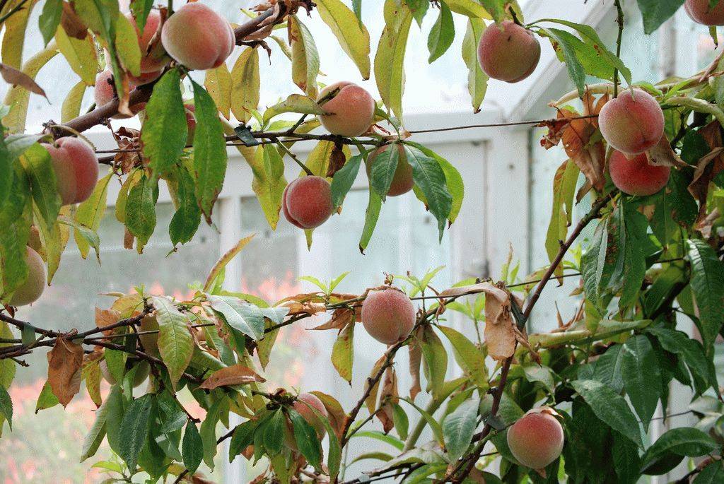 Посадка персика осенью: способы, сроки, инструкции, уход