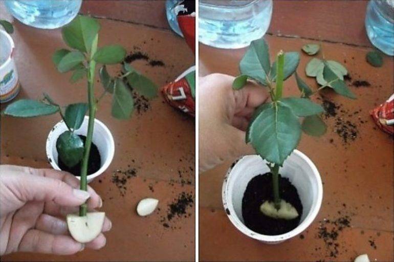Если розы дали побеги на стебле в вазе: как посадить отросток дома в горшок