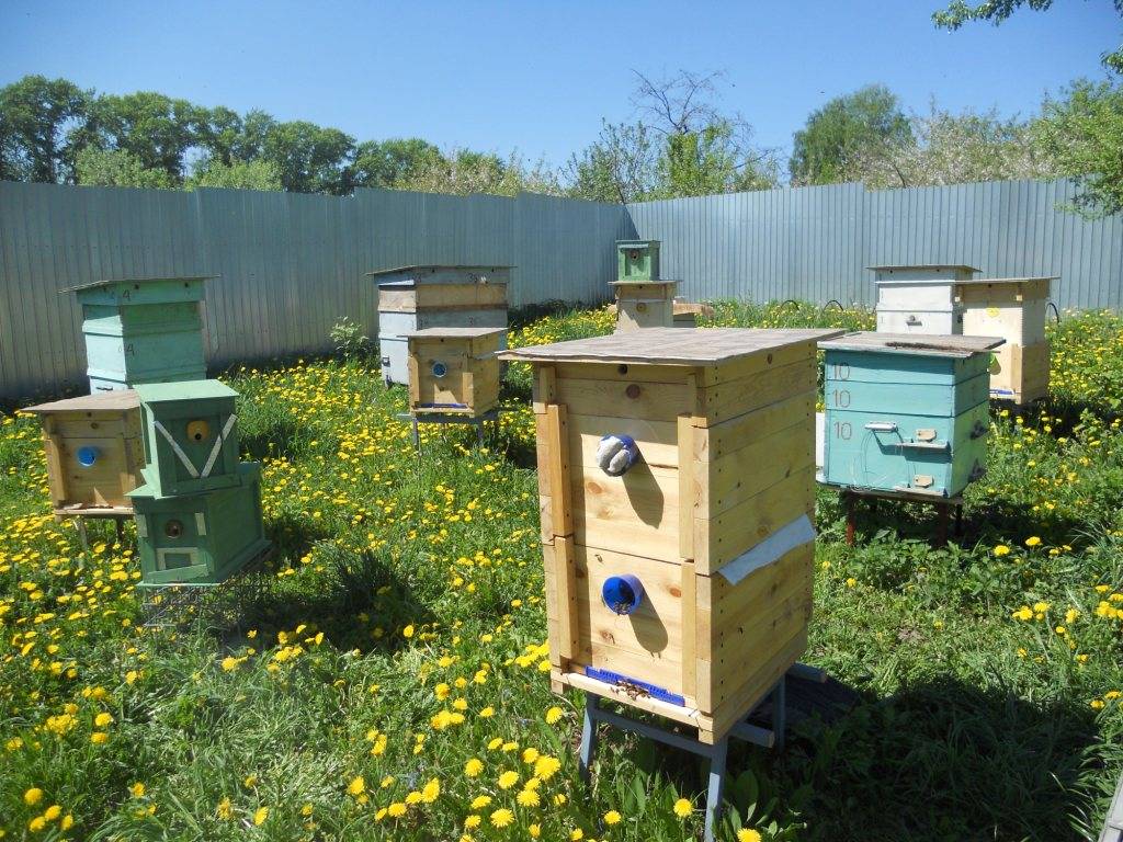 ᐉ пчеловодство от а до я: правила содержания пчёл на пасеках - zookovcheg.ru