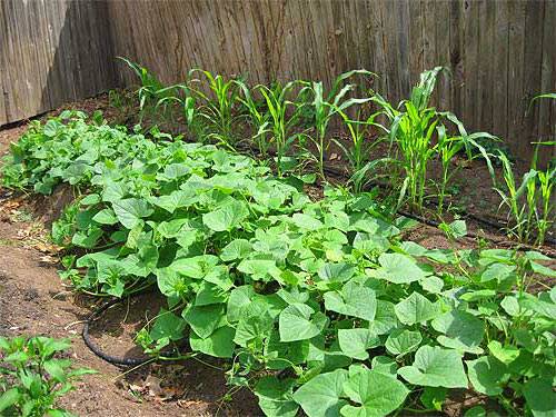 Совместимость растений и овощей при посадке в огороде