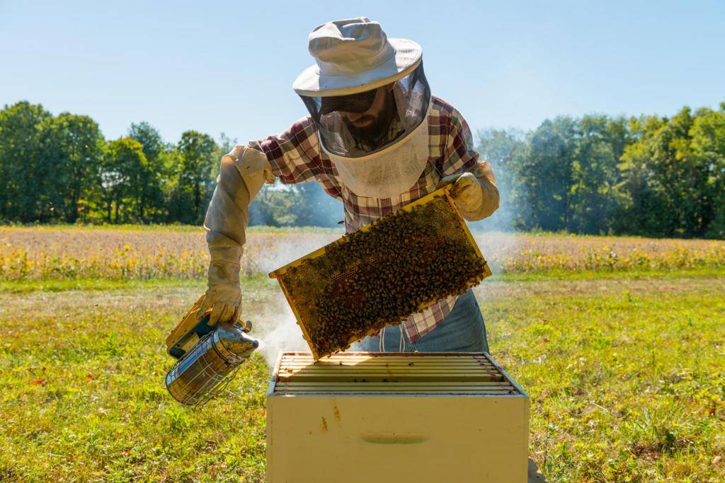 Подкормка пчел в августе сиропом — познаем суть