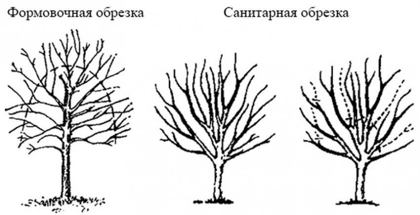 Виды подрезок