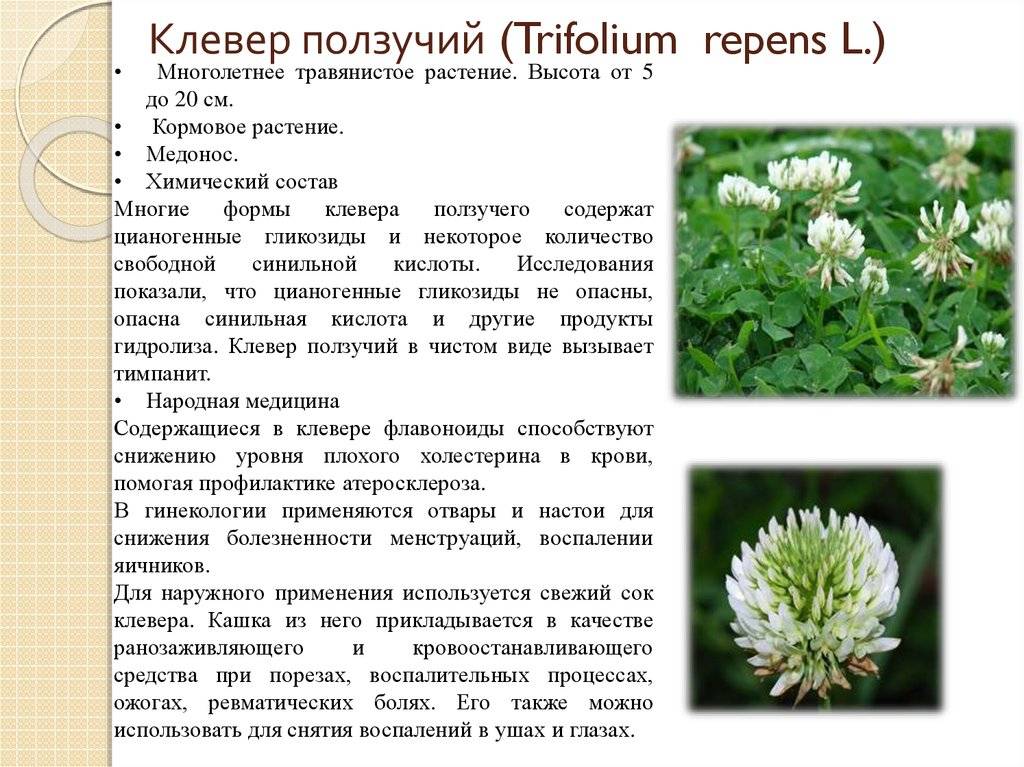 Клевер/trifolium  описание и фото на supersadovnik.ru