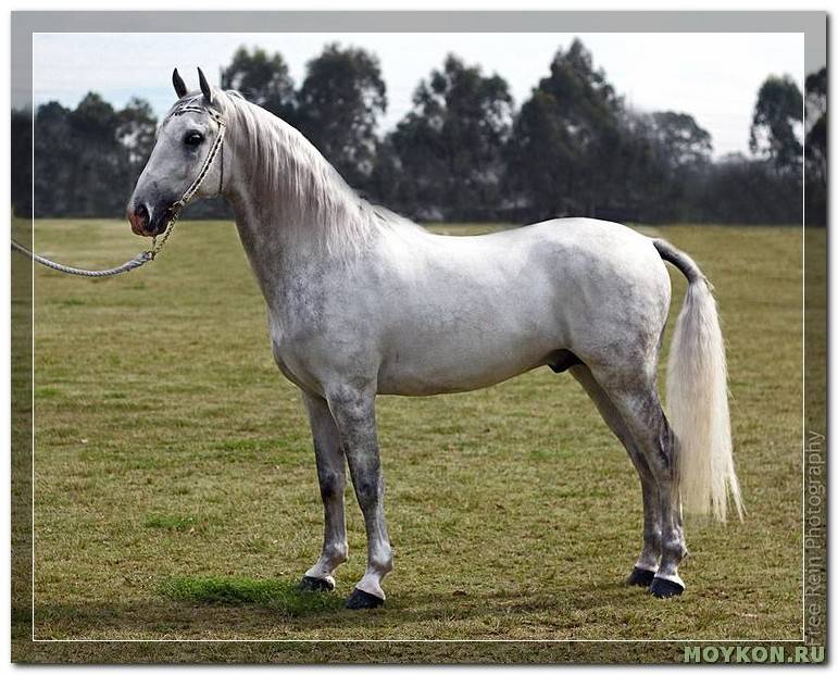 ᐉ липицианские лошади - описание экстерьера, качества породы - zooon.ru