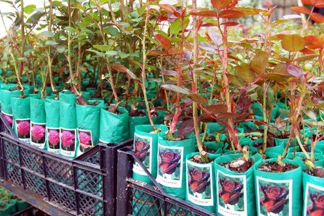 Правильная посадка саженца розы осенью в 2020 году в открытый грунт