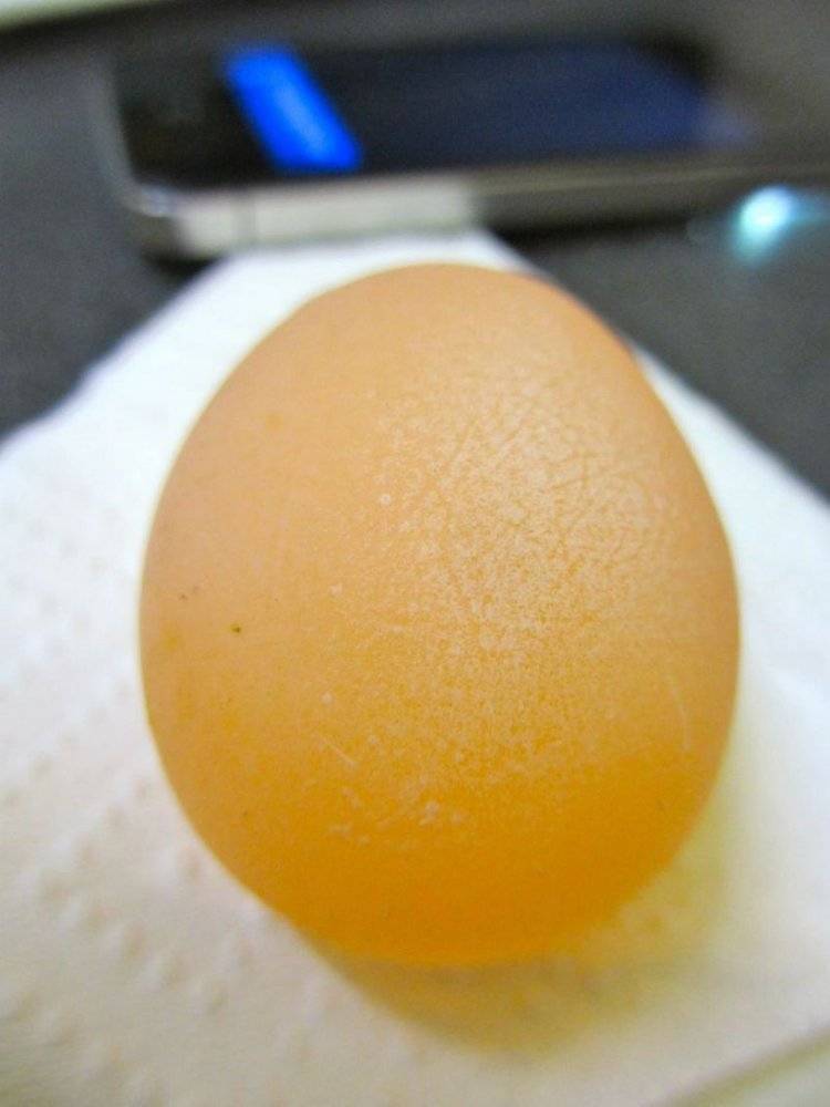Яйца без скорлупы несет курица молодка почему