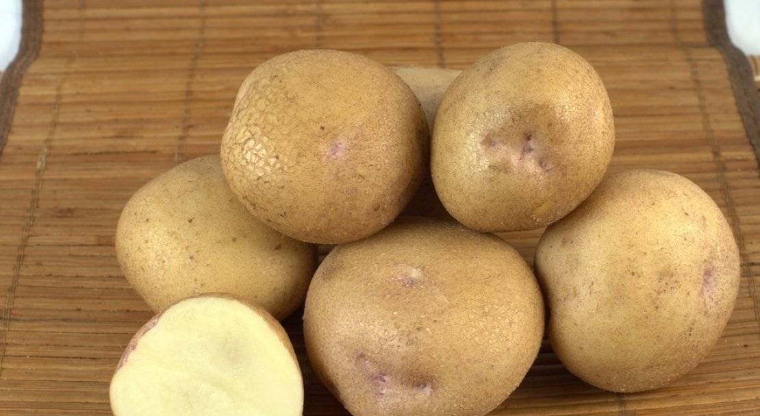 Картофель ажур характеристика сорта отзывы вкусовые качества
