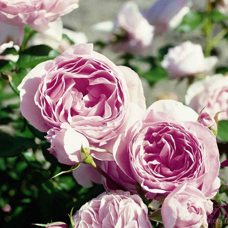 Розы тантау: фото