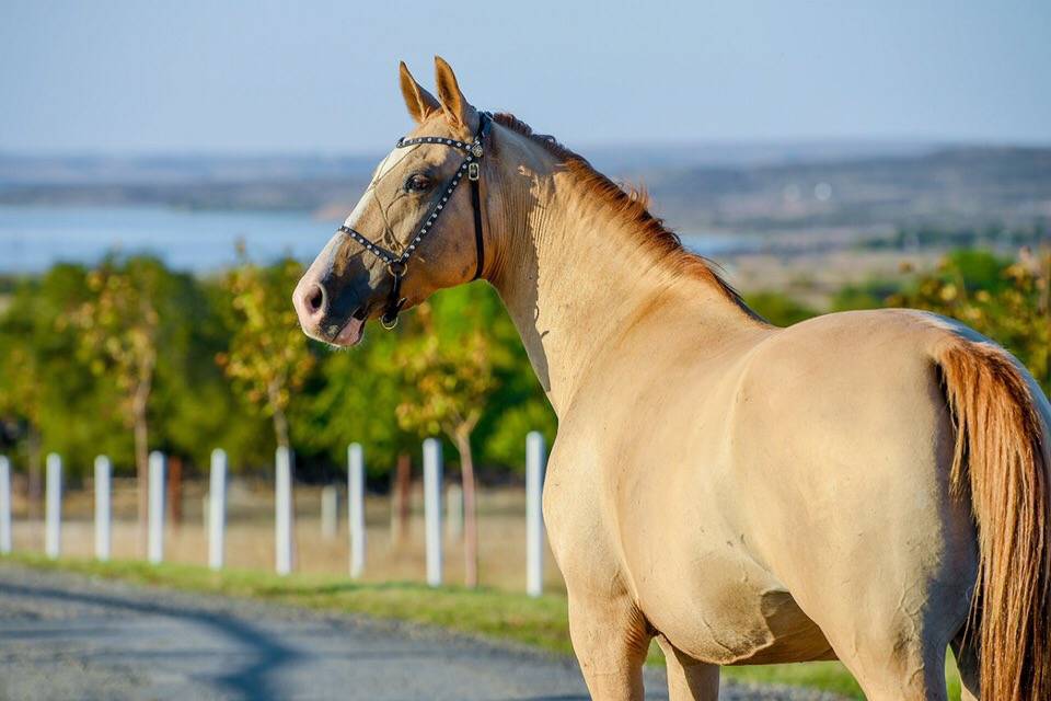 ✅ каурая масть лошади: фото, какой это цвет - cvetochki-rostov-na-donu.ru