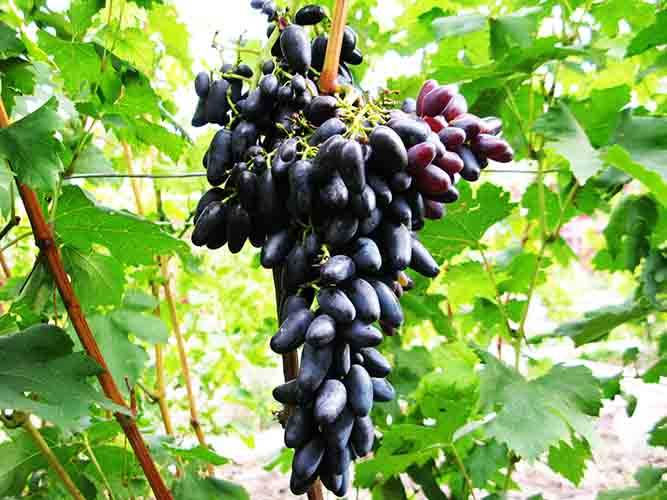Сорт винограда велика: описание и отзывы, фото