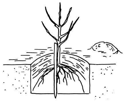 Как посадить грушу весной и осенью в открытый грунт чтобы плодоносили