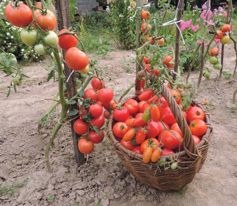 Секреты посадки томатов для сбора раннего урожая в начале июня