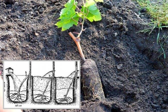 Подготовка почвы и посадка винограда саженцами или черенками весной