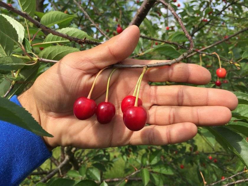 Описание 25 лучших сортов вишни для урала и сибири, посадка и уход в открытом грунте