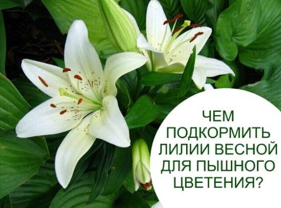 Лилии: уход, посадка, подкормка. как ухаживать осень. и весной