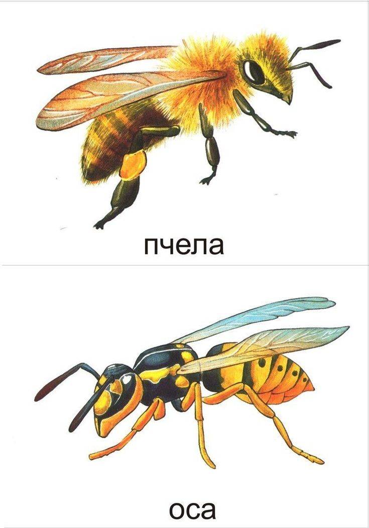 Жало осы и пчелы: кто оставляет его после укуса