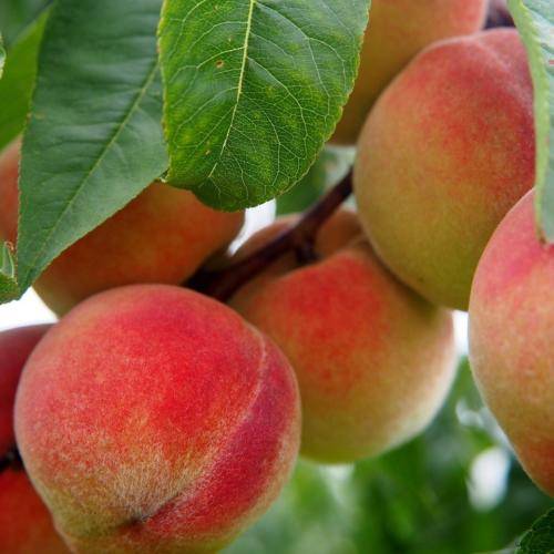 Персик: фото цветения, урожайность, сколько лет плодоносит, когда собирать, как сделать, чтобы плоды дозрели дома, что приготовить из недозрелых