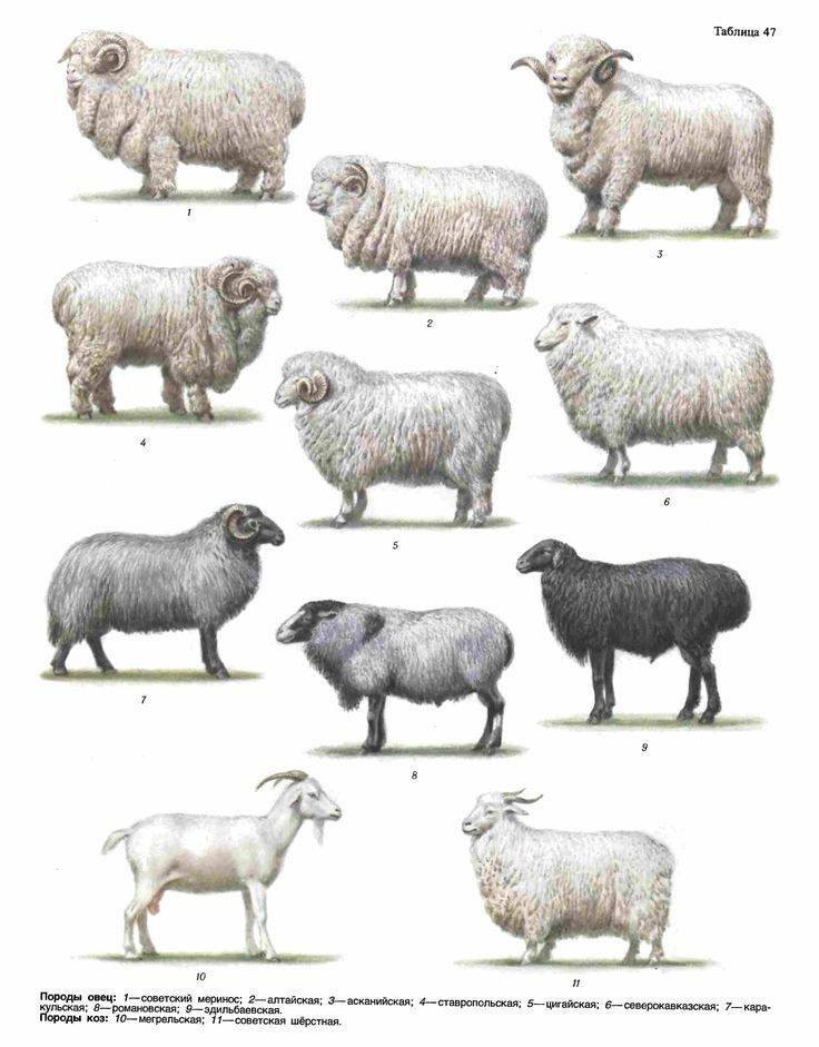 Породы овец мясного направления: характеристика и показатели самых крупных баранов
