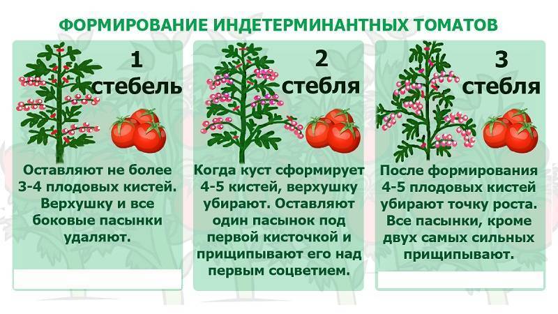Формирование томатов в теплице и открытом грунте, в два стебля, схемы и советы