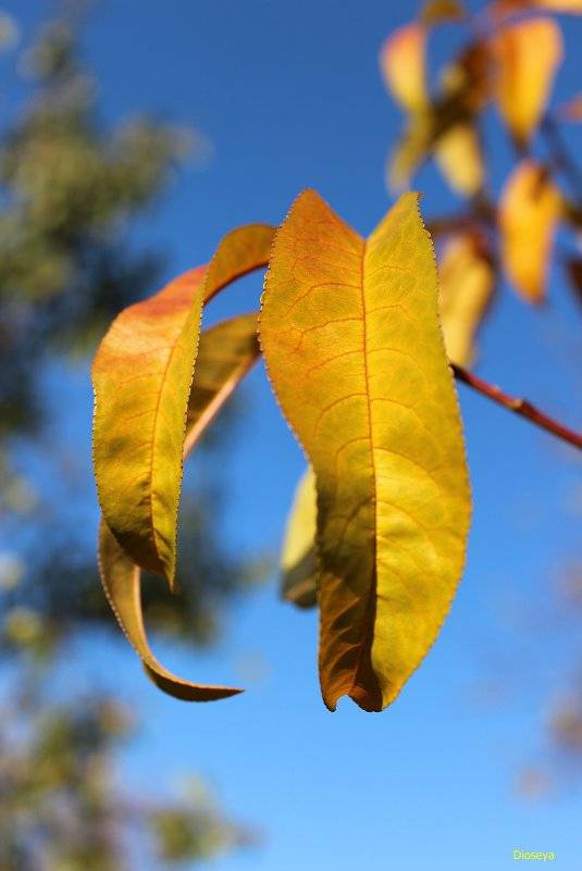 Почему желтеют листья у груши: как лечить (что делать), причины