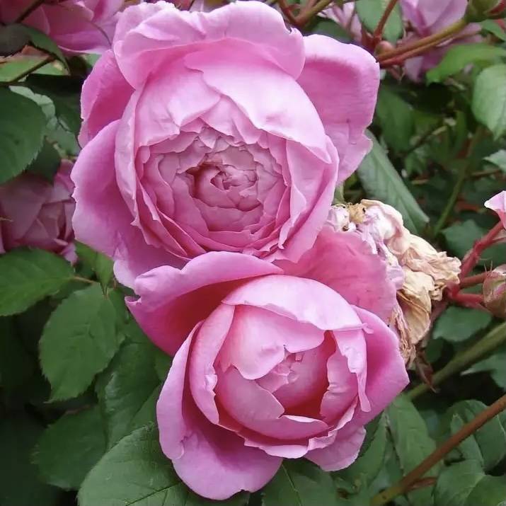 Роза huntington rose или alan titchmarsh