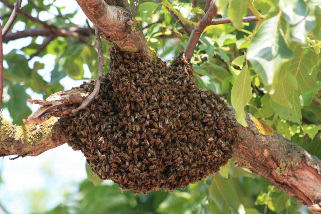 Как подготовить пчел к зиме: формирование гнезда